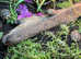 Marginated tortoise 2025 hatchlings for sale