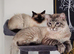 Beautiful Ragdoll kittens for sale