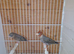 Red head finch