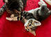Adorable Kittens Looking for Loving Homes