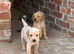 KC Golden Labrador Puppies