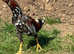 Aseel cross shamo cock bird 8 months old