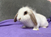 Mini lion lop doe