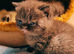 2 x stunning kittens available