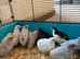 Pol Chinese painted quail