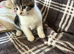 Kittens for sale