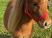 Super Tiny 7hh Mini Shetland Gelding For Sale