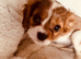 3 little ladies full vet Health tested 1st vaccine by our local vet