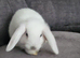 Beautiful Mini lop looking good a home .
