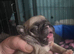 Stunning KC registered pug puppies