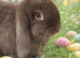 Mini lop female