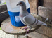 Quality racing pigeons, stock birds for sale