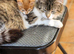 Stunning male kittens available