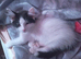 2 x kittens