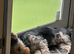 Yorkshire Terrier Boy