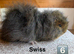 Swiss Boar