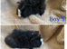 Boys and girls guineas  for sale