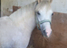 Sec a colt yearling