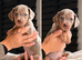 Beautiful Miniature Dachshund Puppies – Ready to View