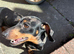 KC Registered Dachshund