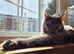 GCCF Maine Coon Queen, Active, DNA all Clear!