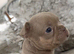 Beautiful French bulldog puppies