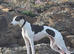 KC Registered Whippet Puppies Due – Family Pets & Working Homes Welcome