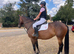 16.2h 10yr old all rounder