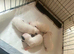Jack Russell puppies
