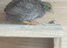 Button Quail