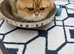 Pedigree British Shorthair