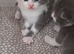 Beautiful kittens