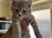 Pedigree British Short hair kittens