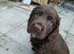 Sproker puppy's