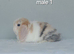 Purebred mini lop rabbits