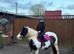 Heartbreak Sale: Perfect Child's Pony