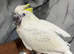 Hand-Rearing Baby Super Tame Cuddly Friendly Sulphur crested cockatoo Parrot,21