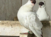 Red helmet pigeon