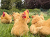 Free Range Point Of Lay Hens Available