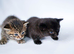 Adorable Kittens Looking for Loving Homes – £30 Each