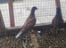 Raceing pigeons