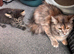 Half ragdoll kittens