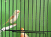 Red Mosaic Canary