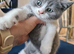 British shorthair carrier Himalayan gen NO GCCFe