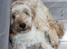 Female cockapoo  Not spayed