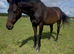 Stunning gentleman gelding