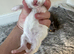 British Shorthair kittens BSH £375