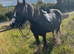 Cob gelding