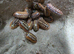 10 x Armadillidium Klugii Montenegro &pound;15