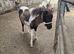 Miniature Shetland Filly